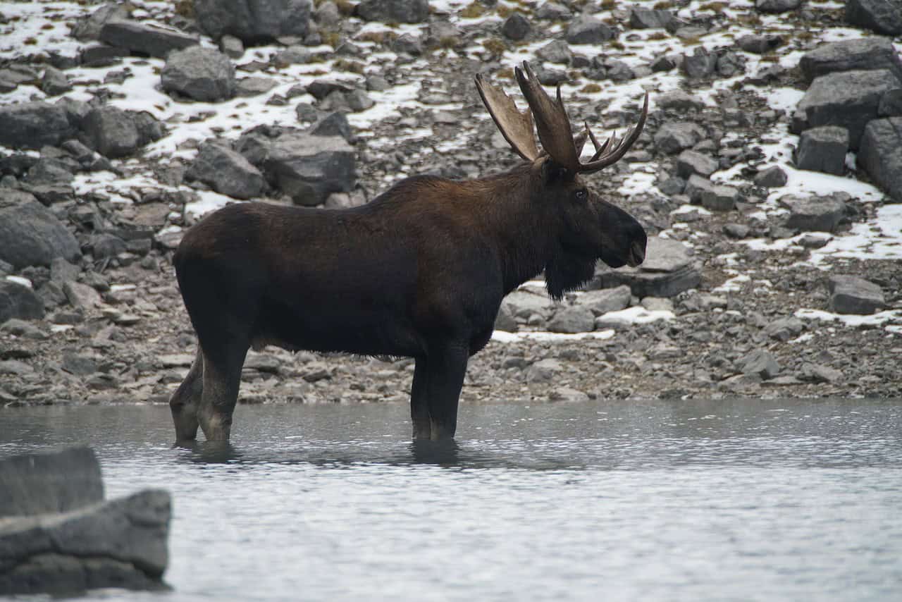 Moose standing in a stream in winter