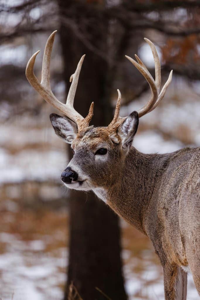 Whitetail deer in front of tree