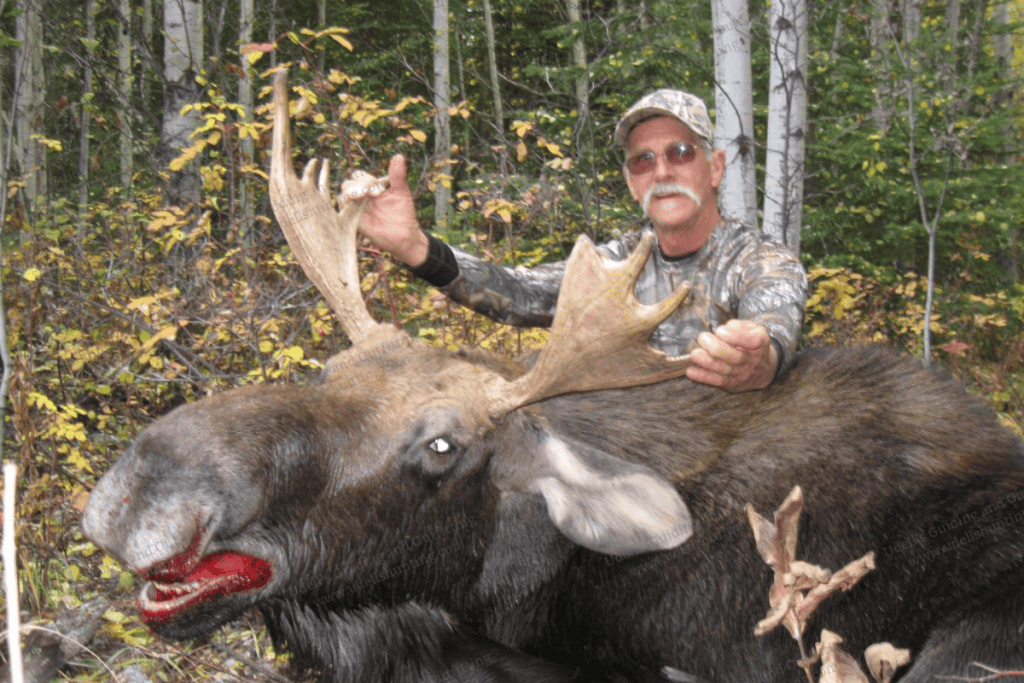 A man is posing with a moose in the woods.