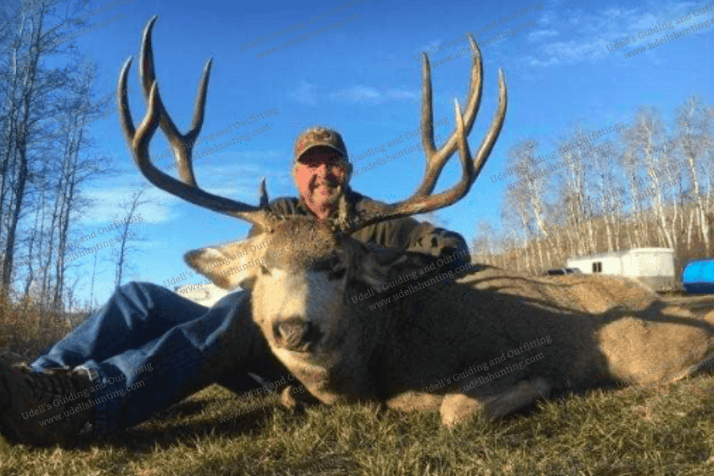 Large elk with impressive antlers after successful hunt at Udell's Hunting.